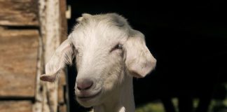 Sassari, latte ovicaprino: registrati piccoli passi avanti capra