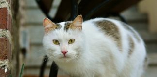 Festa nazionale del Gatto 2019, la ricerca di Adiconsum gatto alimentazione