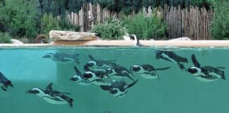 Darwin Day 2019 al Bioparco di Roma foche grigie