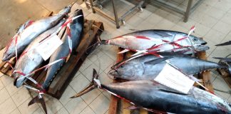 Pescara, sequestrati 12 tonni provenienti da pesca illecita
