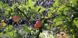Giornata dell’Acqua, Confagricoltura: “Uso più efficiente della risorse” irragazione