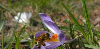 2° Giornata Mondiale delle Api, il pensiero di Confagricoltura-FAI ape su crocus