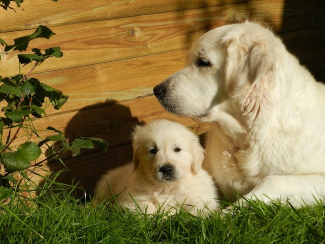 cane cucciolo