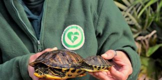 Giornata dedicata alle specie aliene al Bioparco di Roma crescita testuggine guance rosse