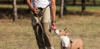 Galateo per il cane metropolitano: consigli utili per educarlo dog school