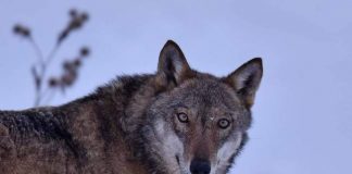 “10 passi nella storia”, la via dei lupi su RAi Radiolive lupo