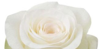 1.500 rose ai pazienti del Policlinico Gemelli di Roma rose alba giornata sollievo