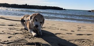 “Sabaubeach”, al mare con il proprio cane a Sabaudia