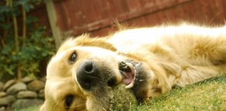 Per il cuore degli over 65 avere un cane è un toccasana cane caldo