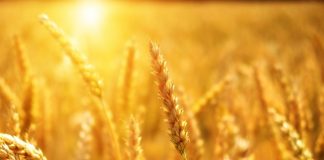 Import dall’Ucraina, inclusione di cereali e semi oleosi nella lista dei prodotti sensibili cereali