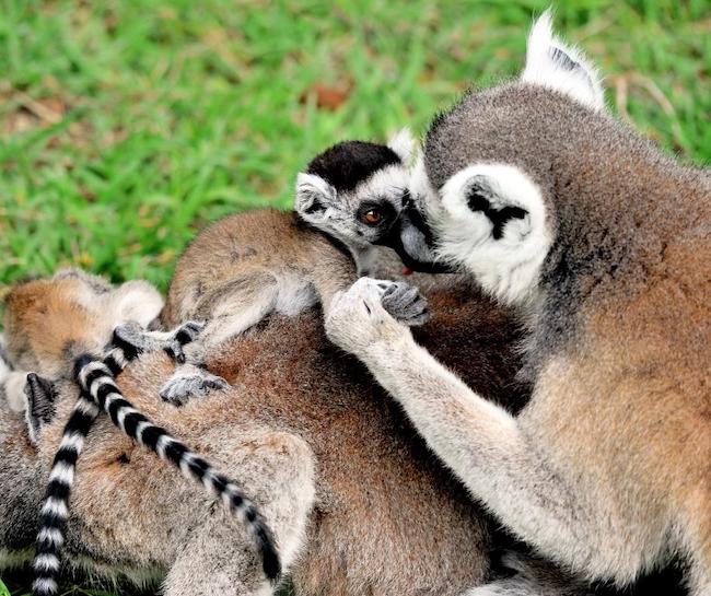 lemuri catta