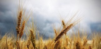 Italmopa: “Raccolto nazionale di frumento tra luci e ombre” spighe
