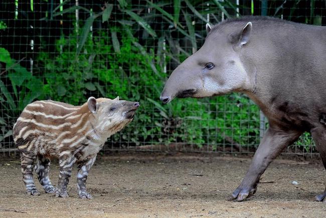 tapiri