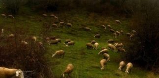 Pasqua difficile per gli allevatori di ovicaprini, vendite crollate Pecore