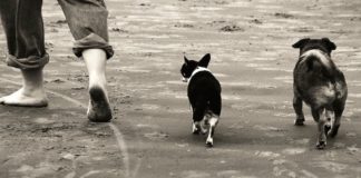 In vacanza con i Pet: consigli per mare o montagna senza problemi padrone cuccioli pet