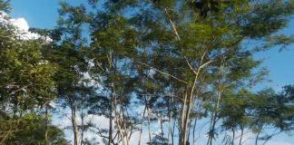 Cambiamenti climatici, deforestazione in Amazzonia tra i temi del G7 foresta amazzonica
