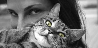 Curiosità sui Gatti, non tutti sanno che … gatto coccolato