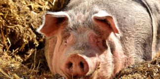 Etichettatura d’origine di prosciutti e salumi, il commento di Confagricoltura maiale