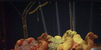 Circo Nelly Orfei torna in Sicilia: ecco dove e quando cammelli