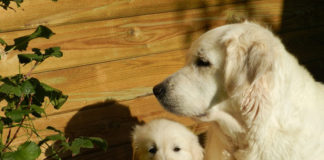 Avere un animale in casa fa bene: ecco perchè cuccioli