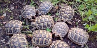 Sequestrate 143 tartarughe hermanni, erano detenute illegalmente da un allevatore