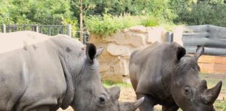 I rinnoceronti Thomas e Kibo al Bioparco di Roma rinnoceroni Roma
