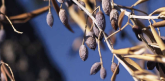 “AmalaTerra”, il docufilm di Gabriele Greco proiettato in Confagricoltura amalaterra