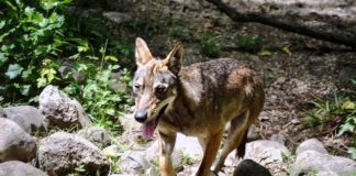 Il progetto LIFE M.I.R.Co-Lupo del Ministero dell’Ambiente giovene ibrido lupo cane