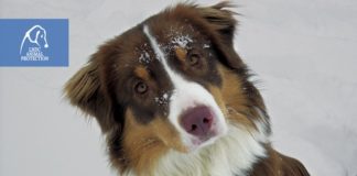 Come proteggere gli animali dal freddo: i consigli della LNDC Come proteggere gli animali dal freddo: i consigli della LNDC