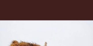 Natale: auguri social di Ibrahimovic, la foto con il leone (e il suo dito medio) è già virale