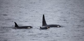 Tre orche avvistate nello Stretto di Messina: forse sono quelle di Genova orche avvistate