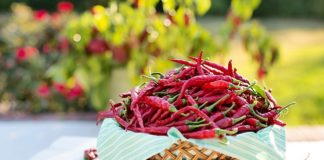 Il peperoncino: spezia dalle mille proprietà benefiche peperoncino