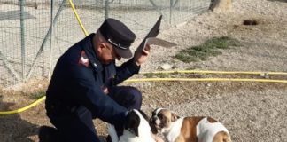 Vendita all’asta dei cuccioli ‘salvati’ dai carabinieri forestali contro l’import illegale