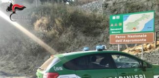 In auto con fauna protetta morta, denunciato un uomo