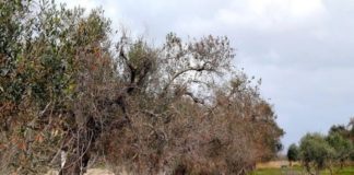 Emergenza Xylella in Salento, il commento di Confagricoltura ulivi puglia