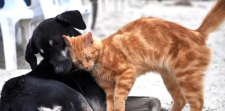 San Valentino, l’amore è anche per gli amici a quattro zampe cane gatto amore