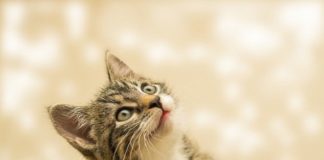 Oggi, 17 febbraio, è la Giornata Nazionale del gatto gatto
