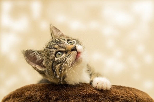 Oggi, 17 febbraio, è la Giornata Nazionale del gatto
