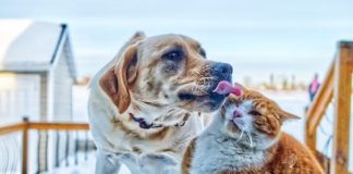 Coronavirus, ecco le linee guida igieniche per cani e gatti cane gatto amore