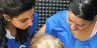 Emergenza coronavirus, LNDC: la situazione degli animali su territorio cane soccorso