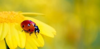21 marzo, che sia una Primavera di speranza e rinascita coccinella fiore giallo