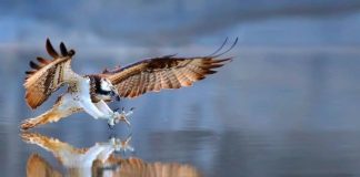 Eurojersey sostiene WWF nella tutela dell’ambiente