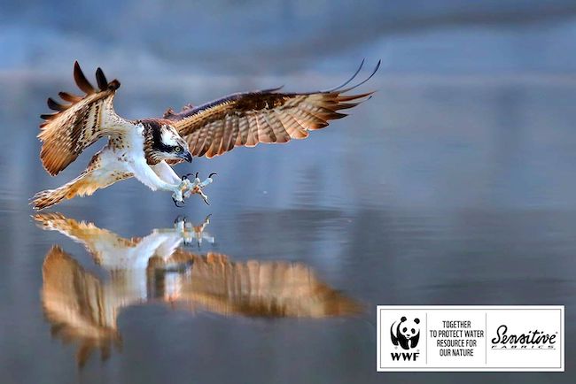 falco pellegrino wwf