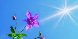 Paura da Coronavirus: cosa é e come affrontarla fiore sole