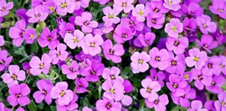 Festa della mamma, Coldiretti: fiori per 3 italiani su 4 fiori primule