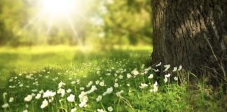 Coronavirus, “Andrà tutto bene”: origine e significato luce prato