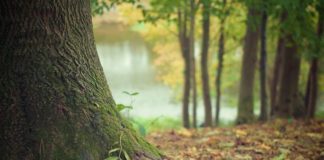 Giornata mondiale degli alberi, Confragricoltura: “Valorizzare patrimonio boschivo” alberi