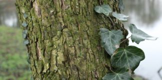 Confagricoltura, Assoverde e AIGP su riapertura attività cura del verde albero foglia