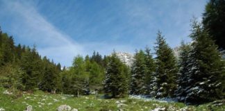 Salvaguardia Biodiversità, l’appello mondiale di 20 ricercatori bosco trentino