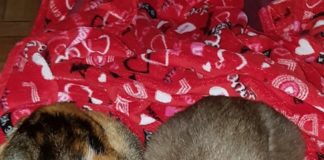 Pet Carpet Film Festival 2020, ecco come partecipare cuccioli